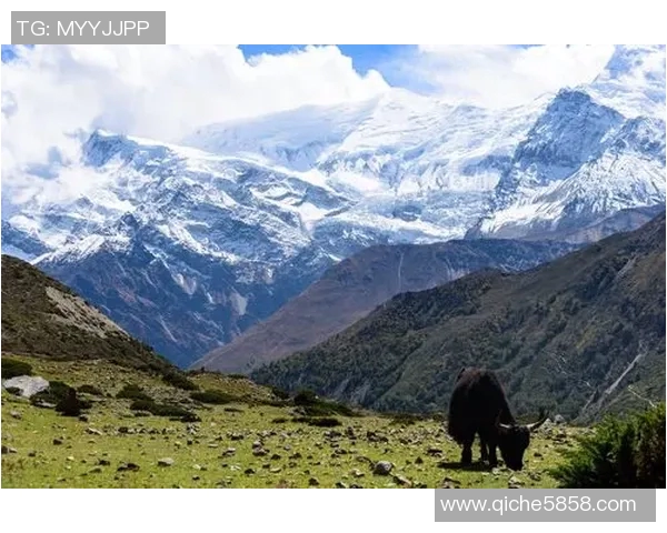 安纳普尔那与南通的较量谁能在这场对决中脱颖而出